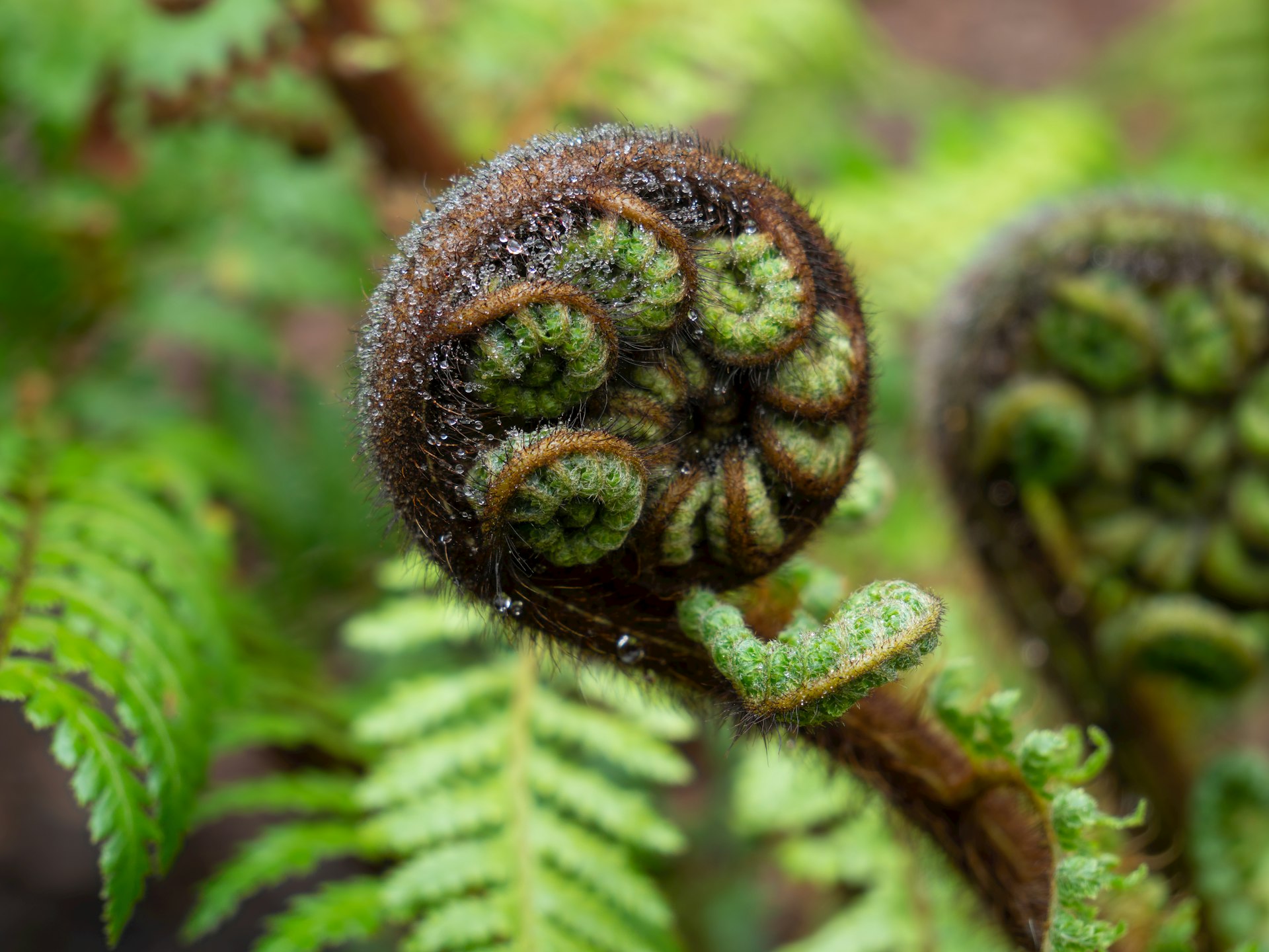 Koru — the unfurling fern